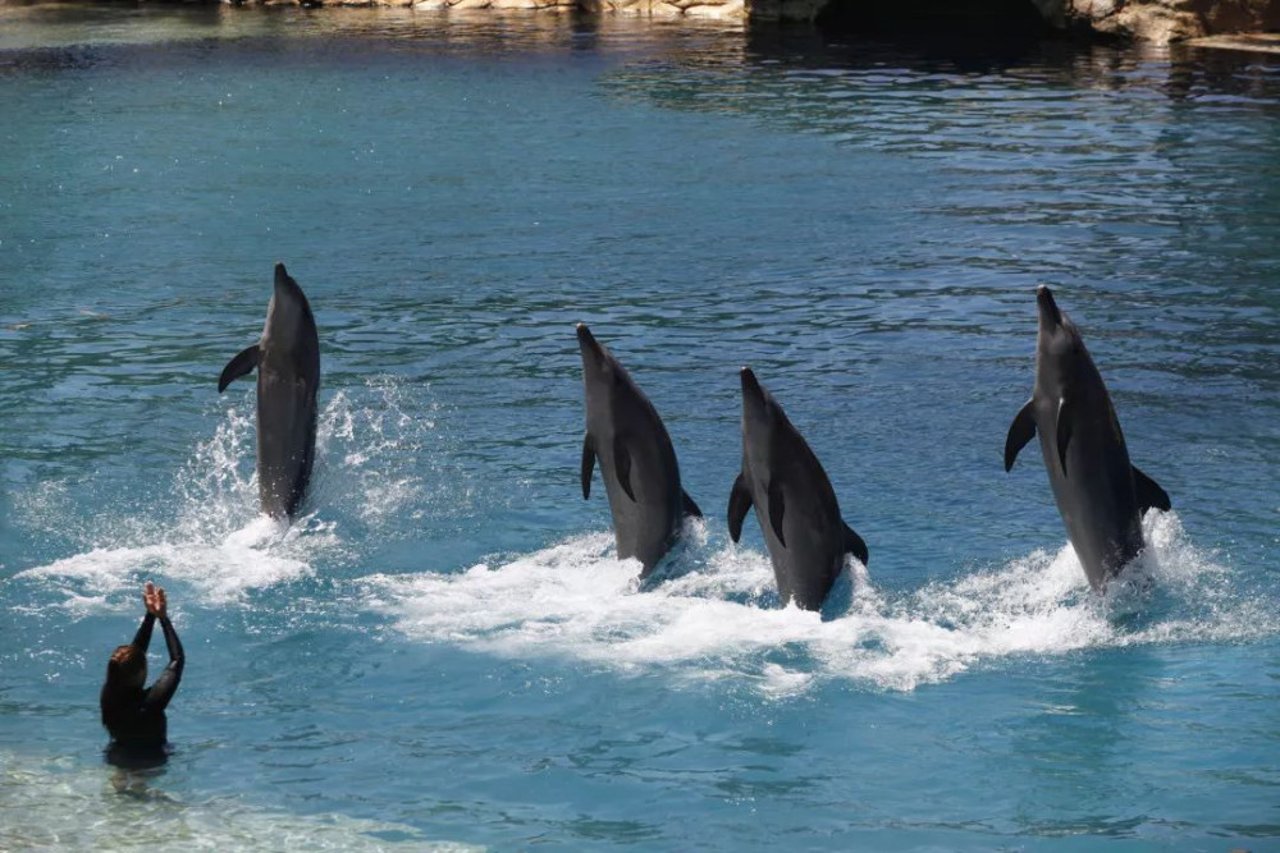 captive dolphin