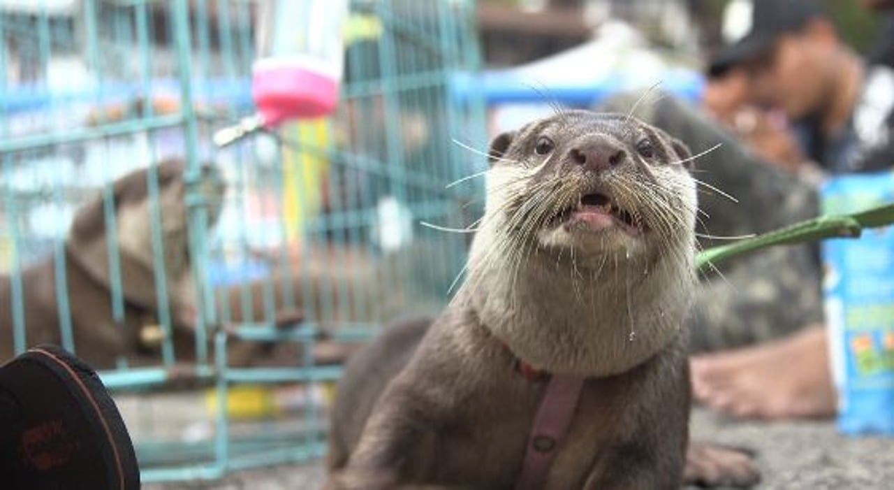 otter