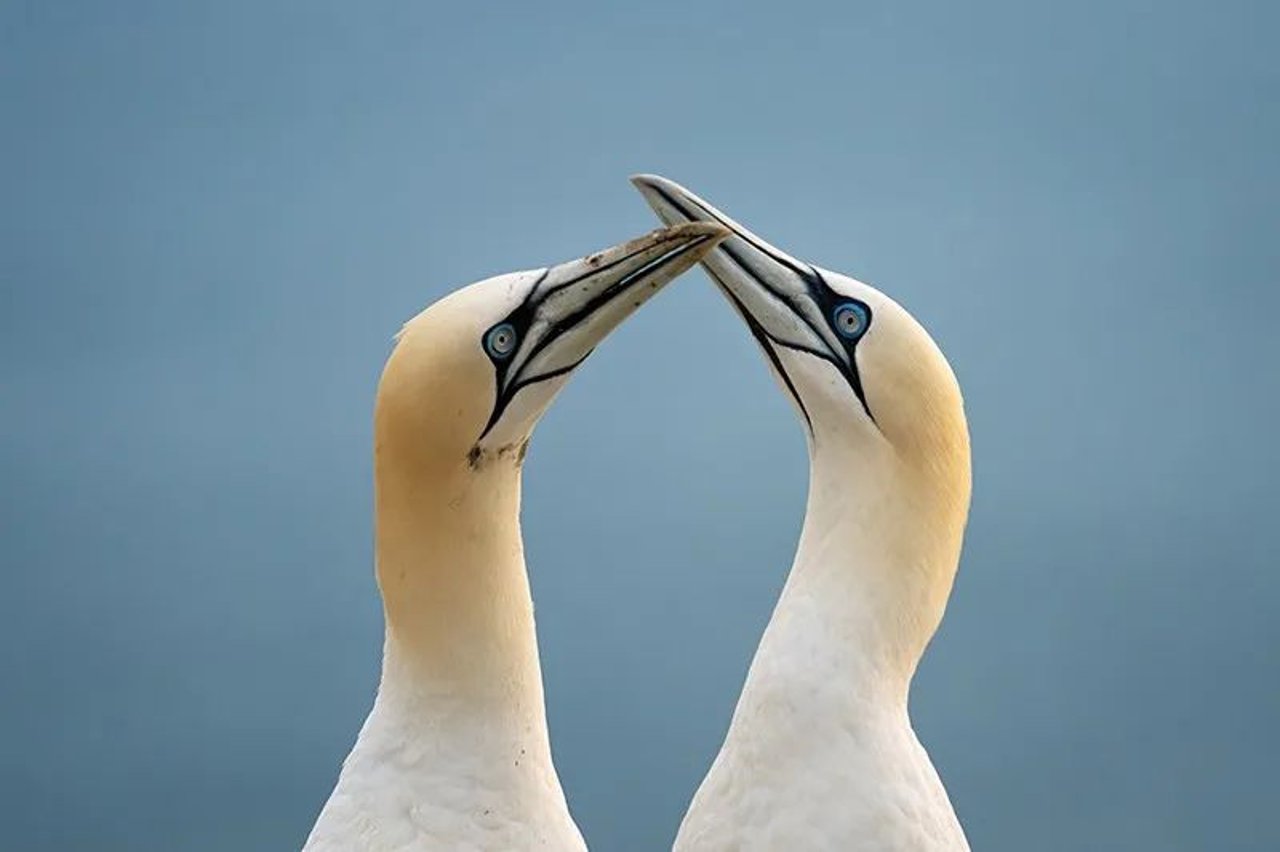 Northern Gannets