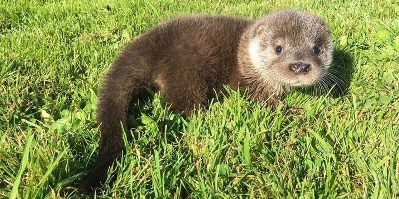 otter