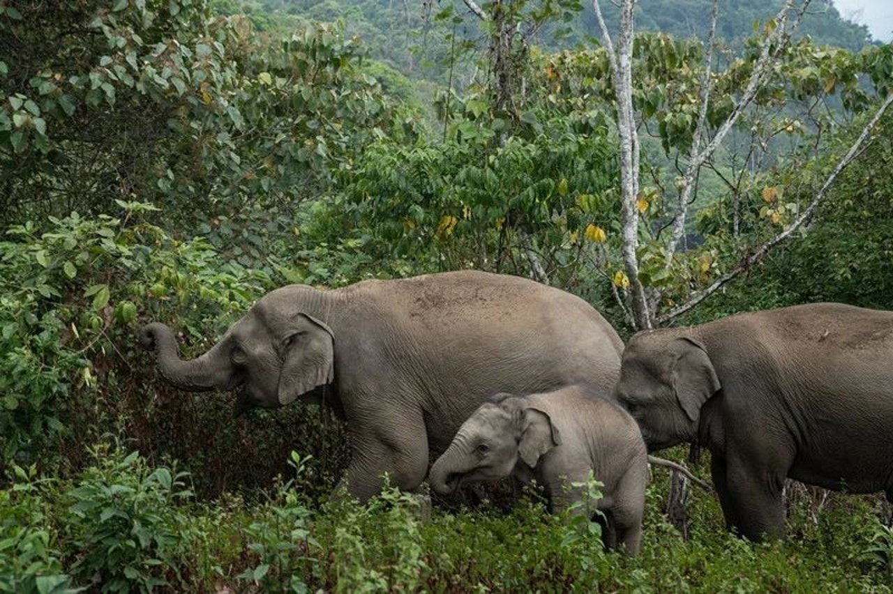 elephant in nature