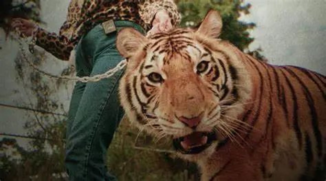 captive tiger