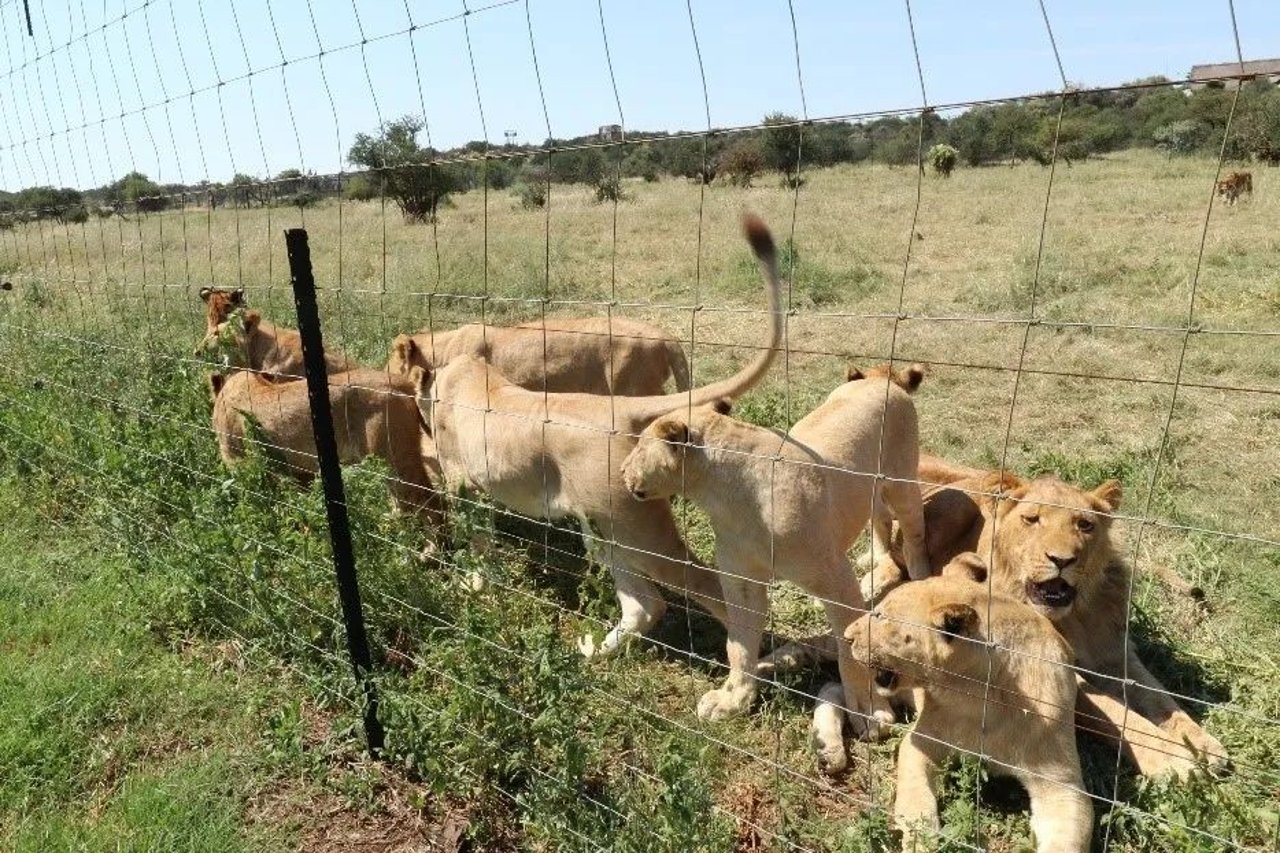 captive lion