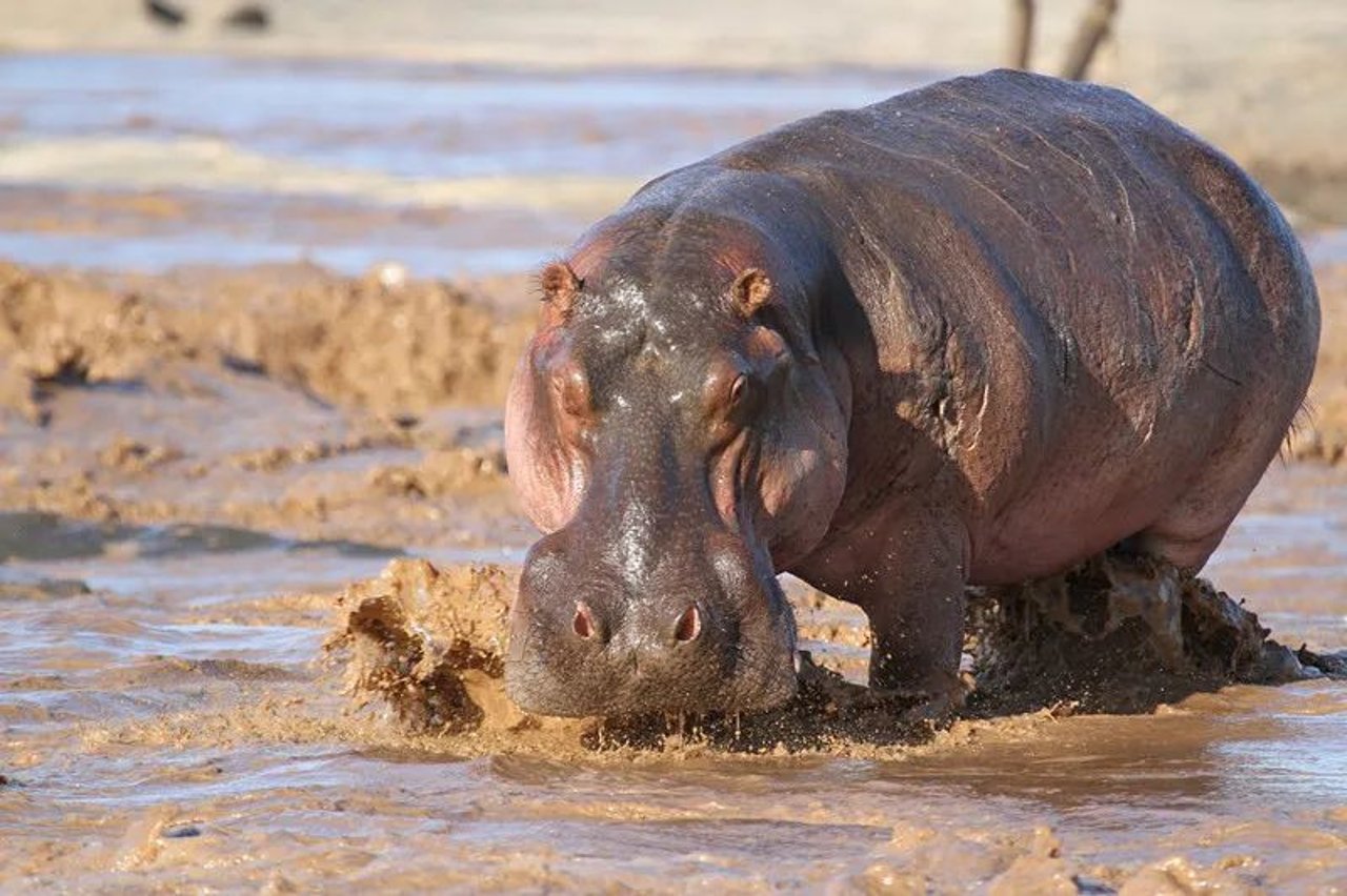 hippo