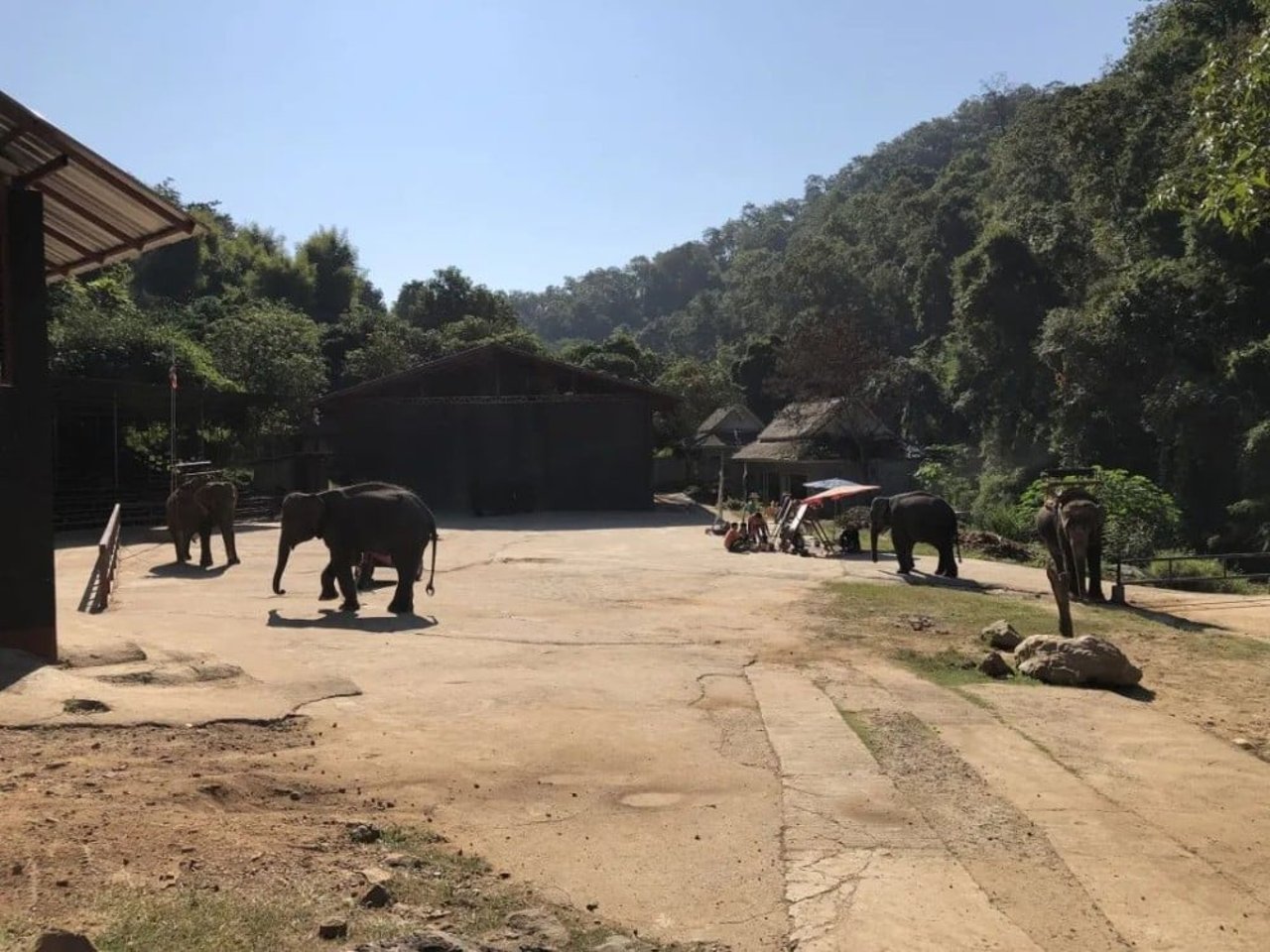 elephants