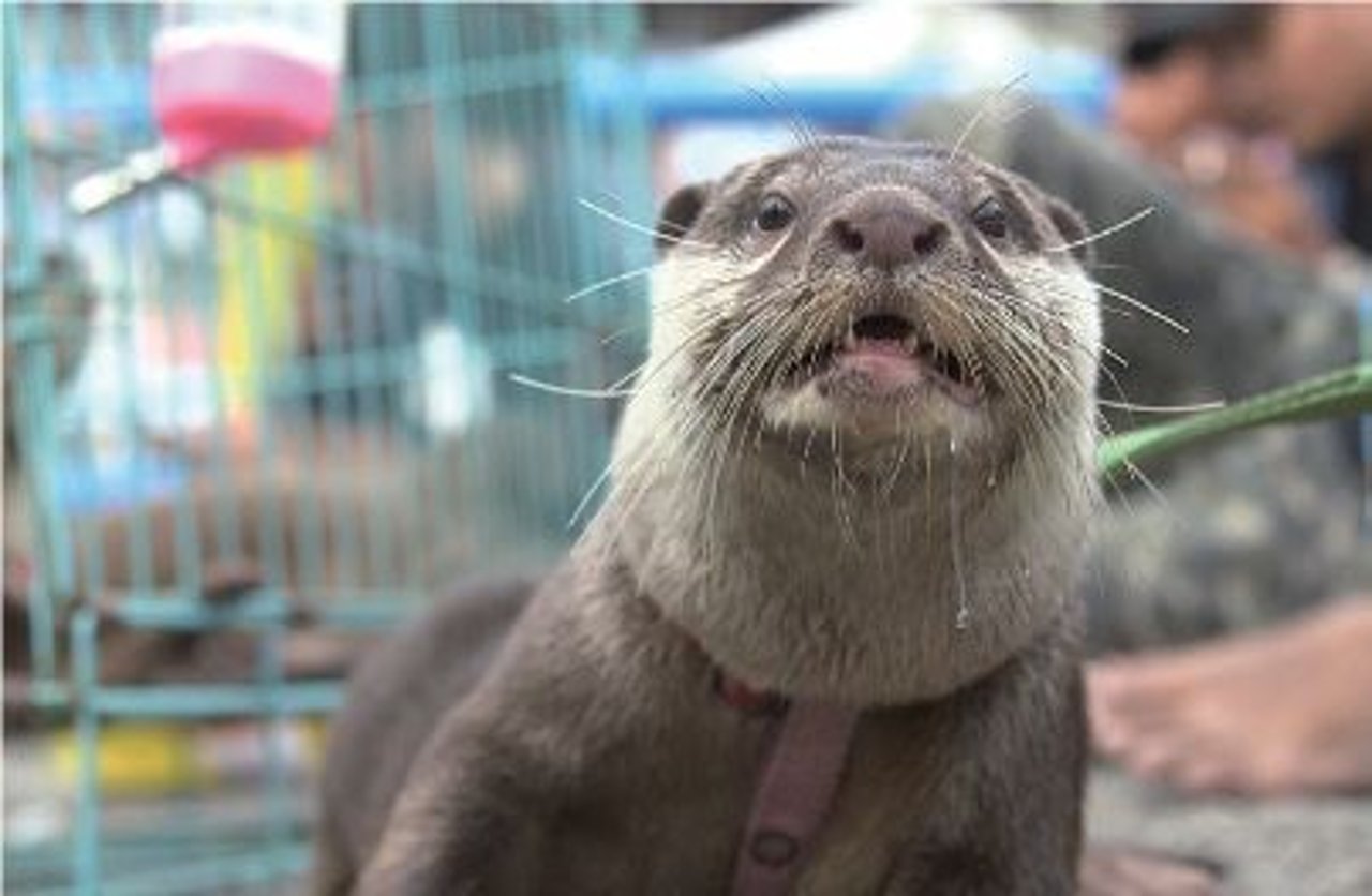 otter