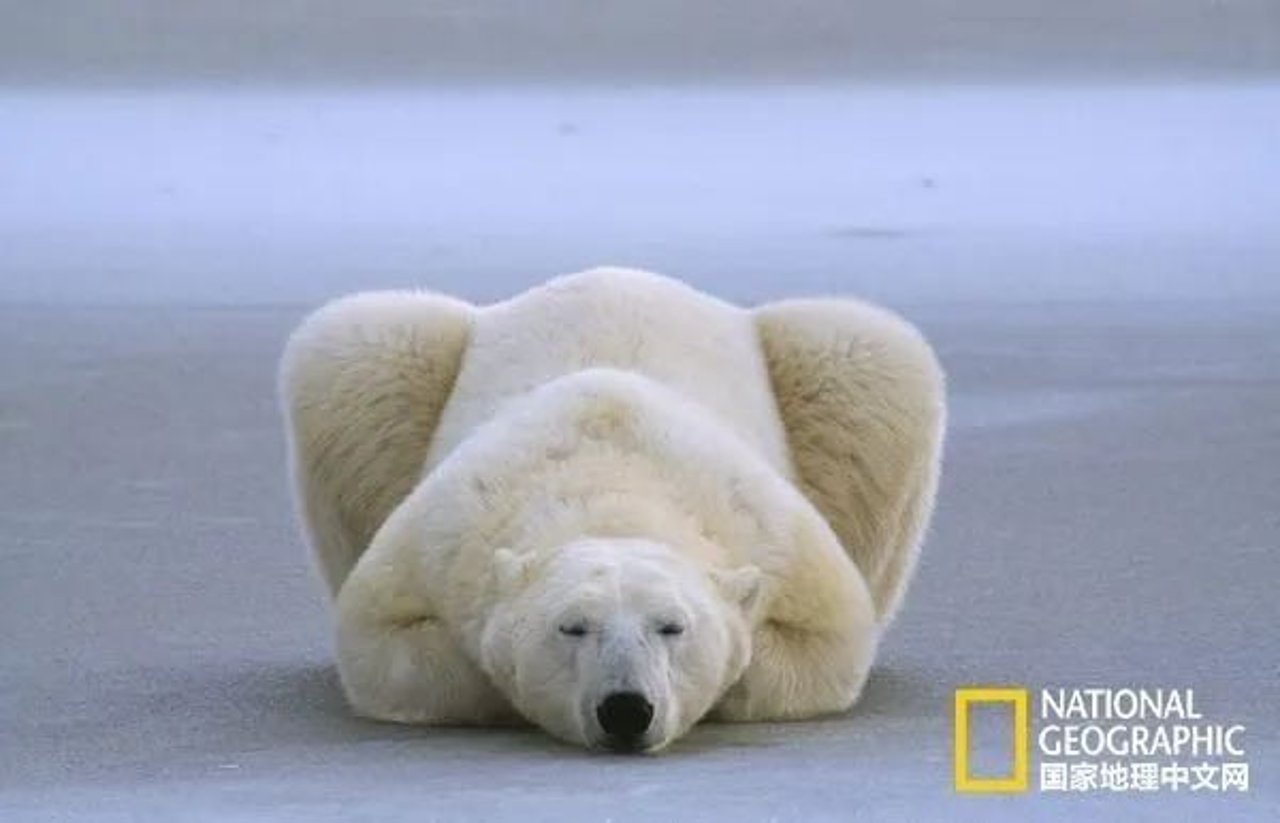 polar bear