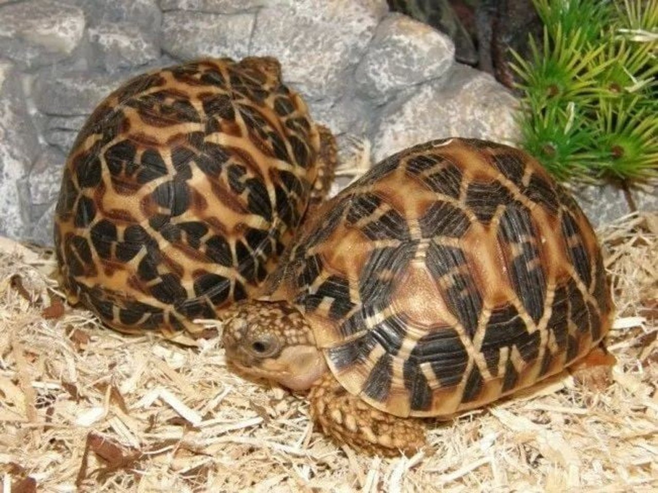 tortoise