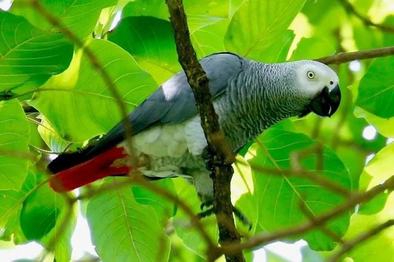 African greys