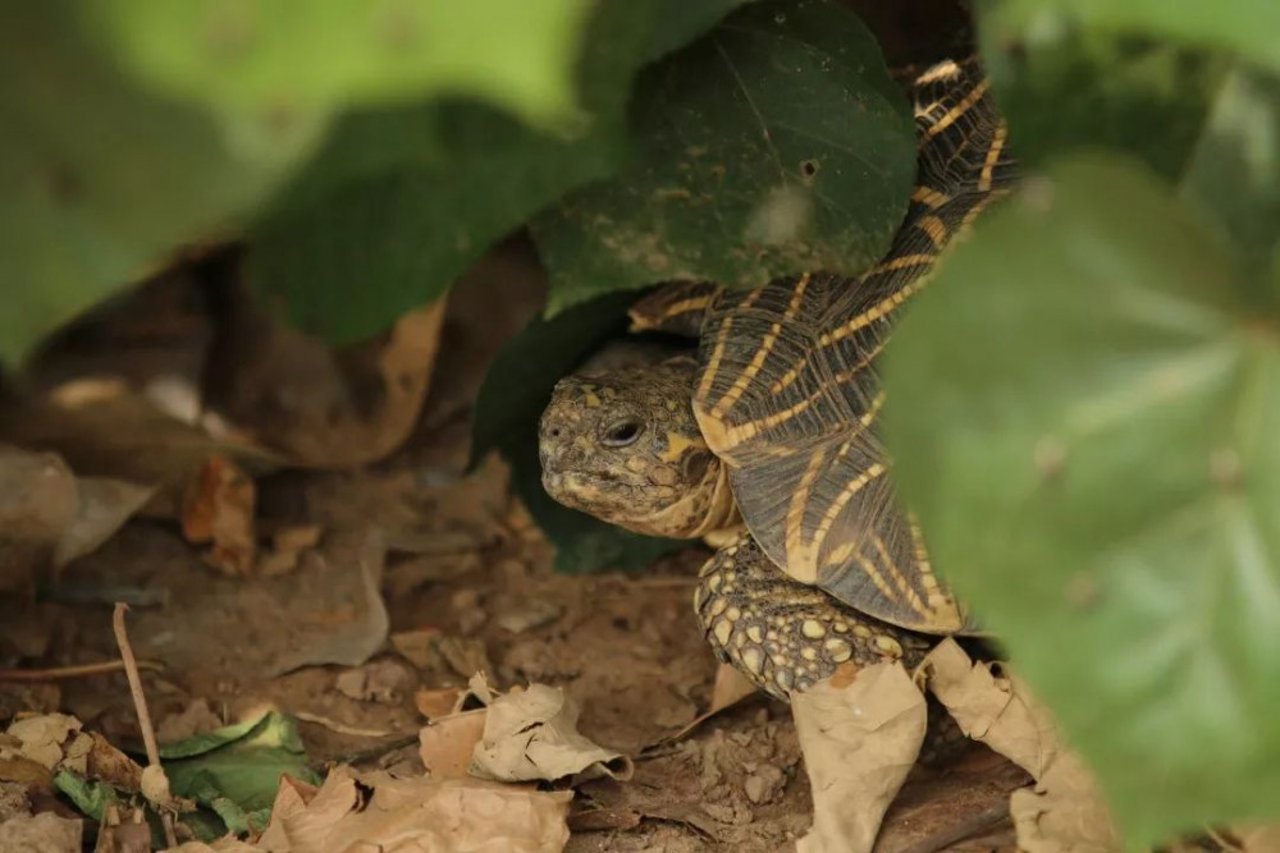 tortoise