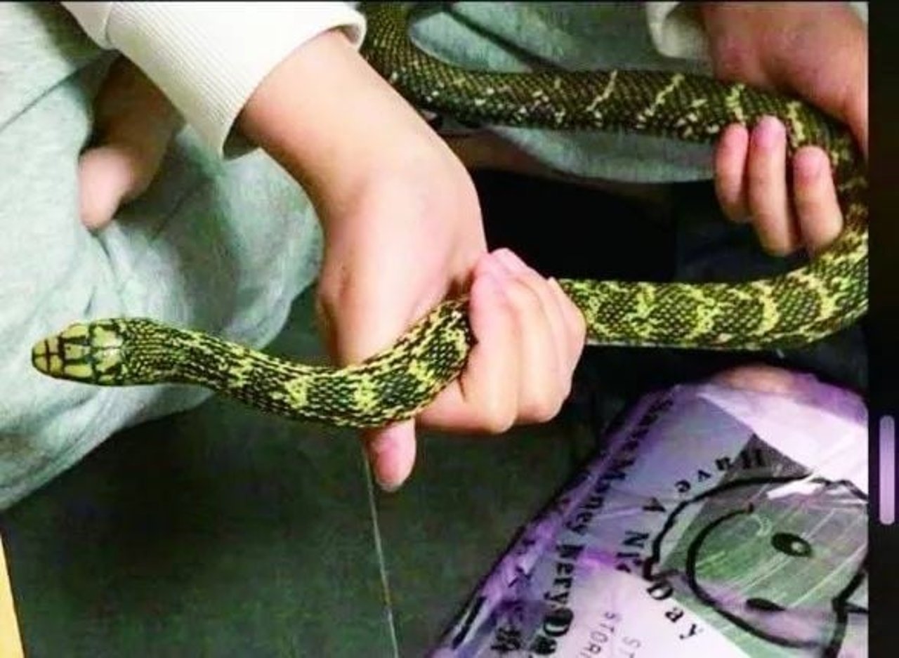 snake