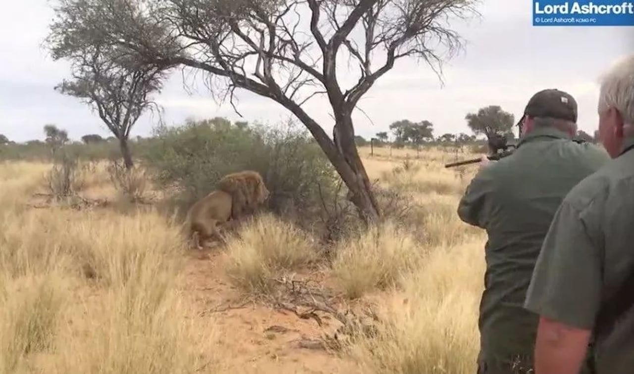 lion hunting 