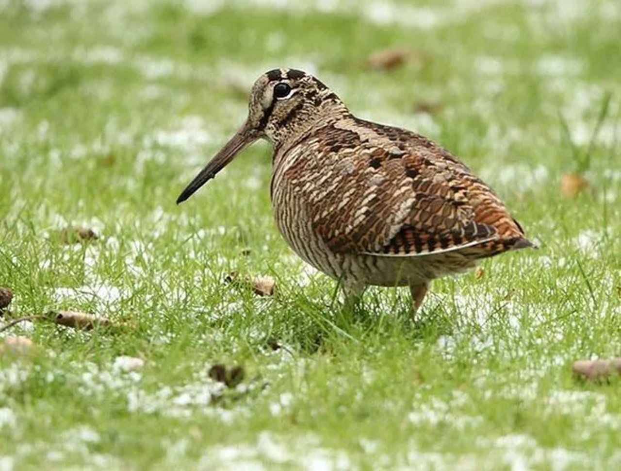 snipe