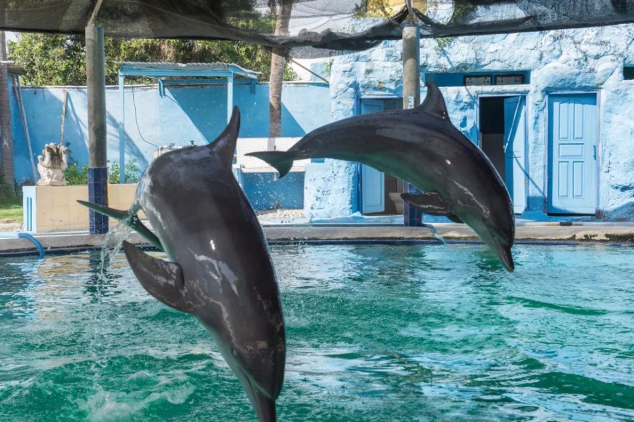 captive dolphin