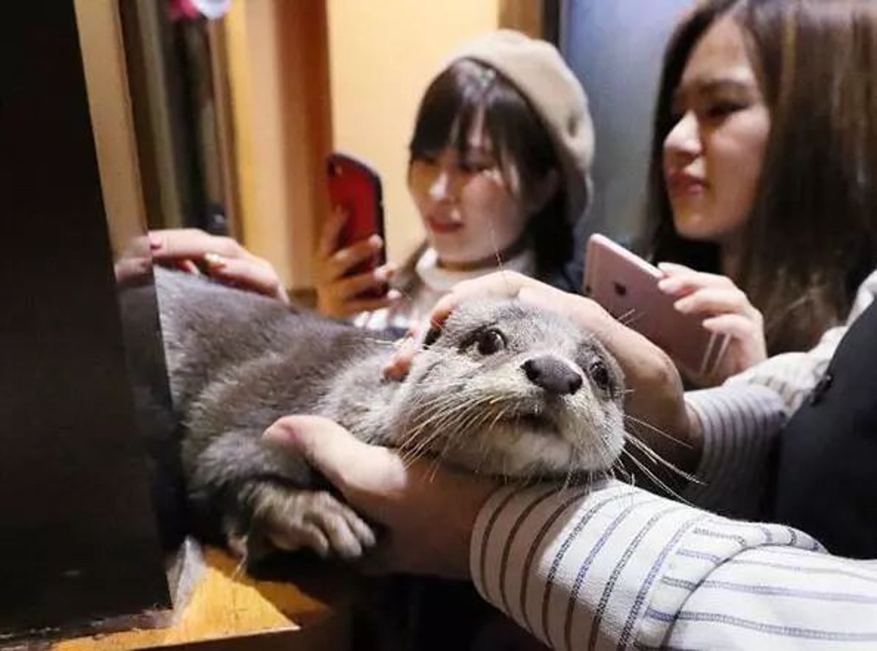otter