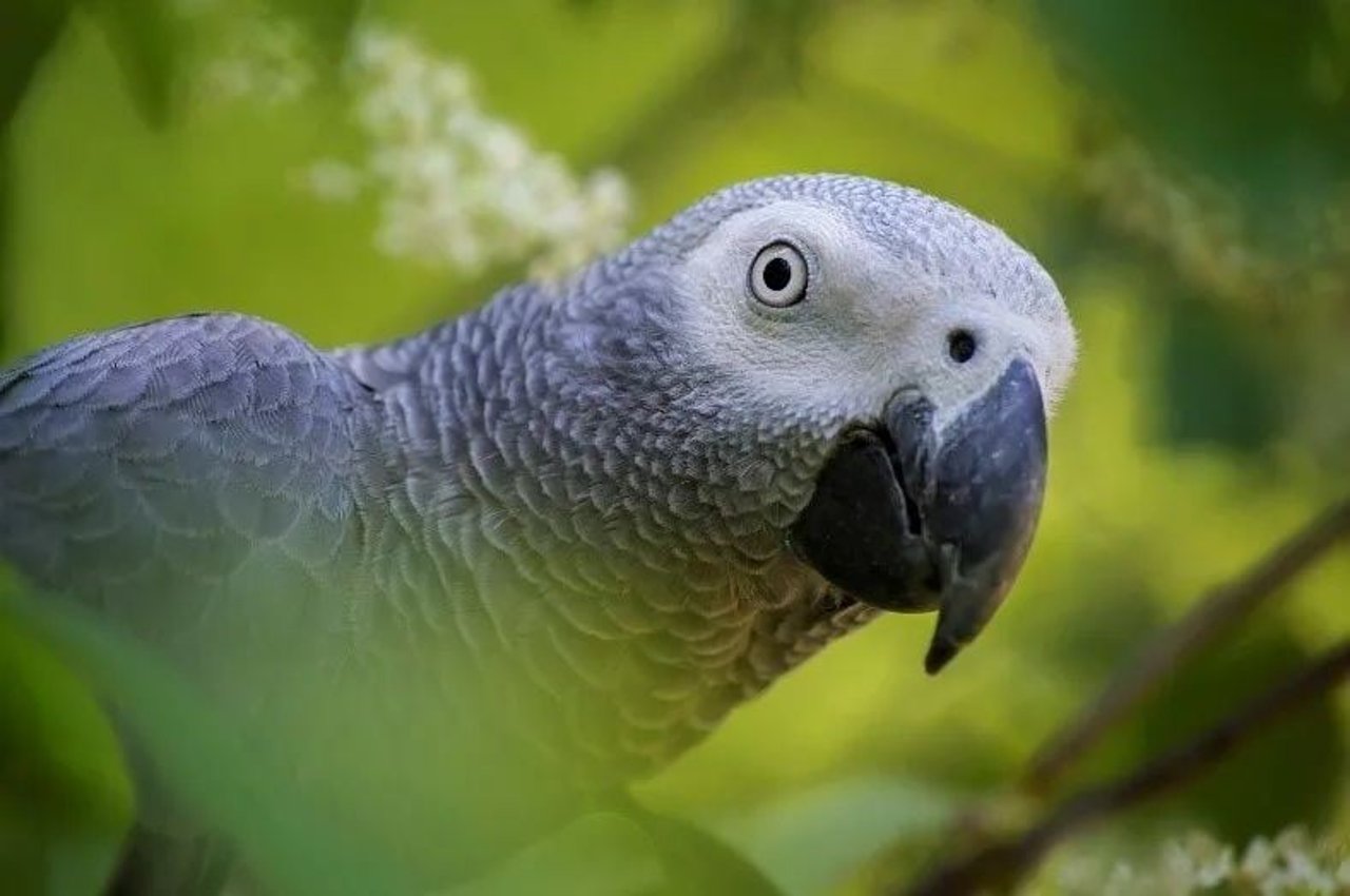 African greys