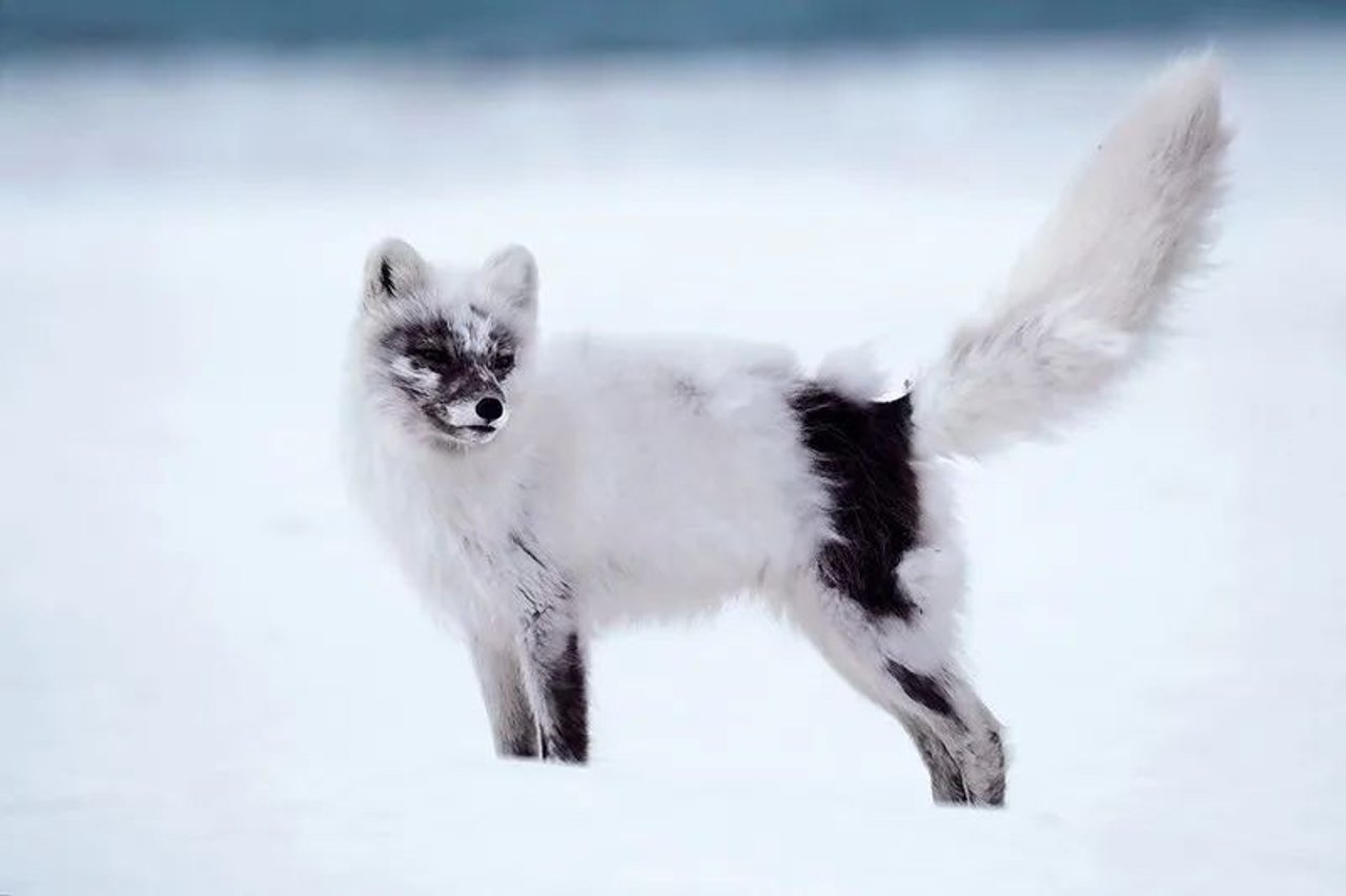 Arctic Fox