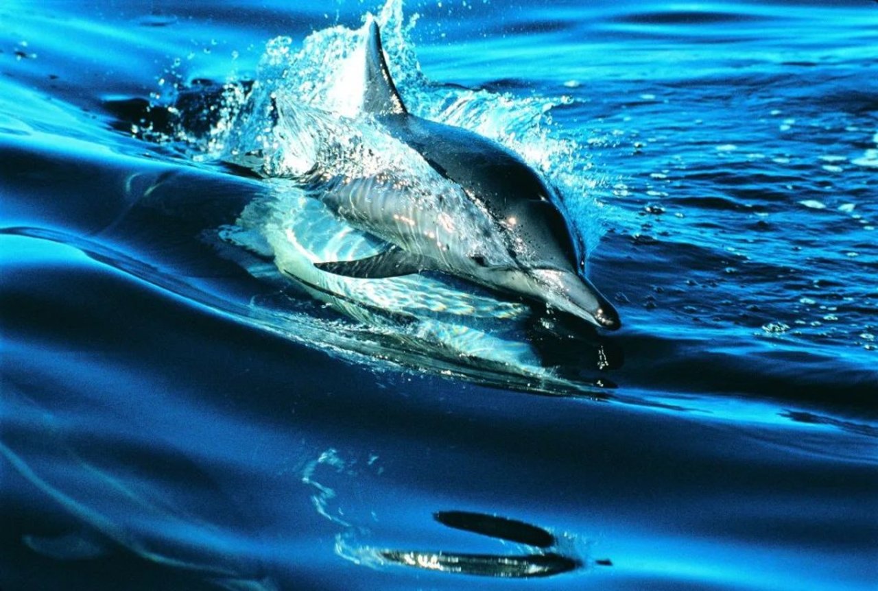 dolphins in nature