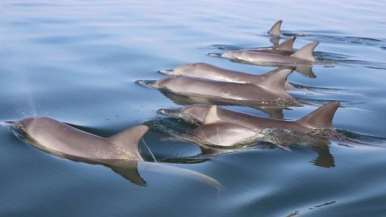 dolphins