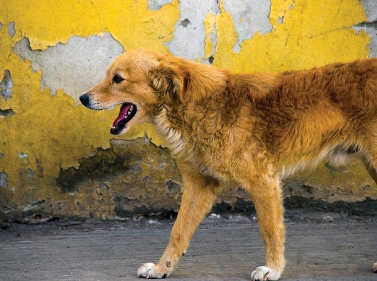 street dog