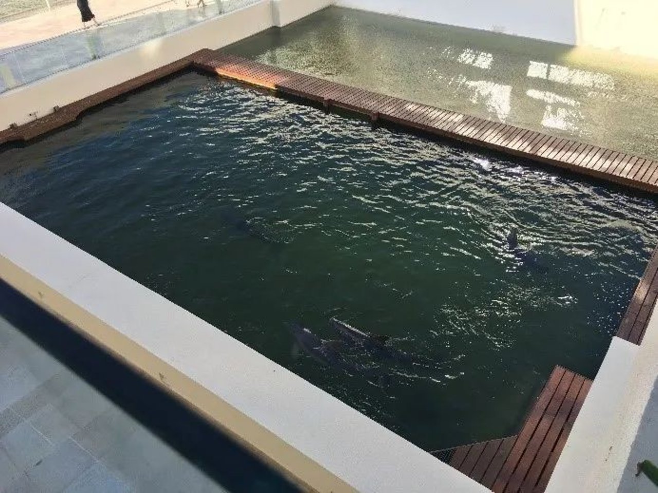 dolphin pool