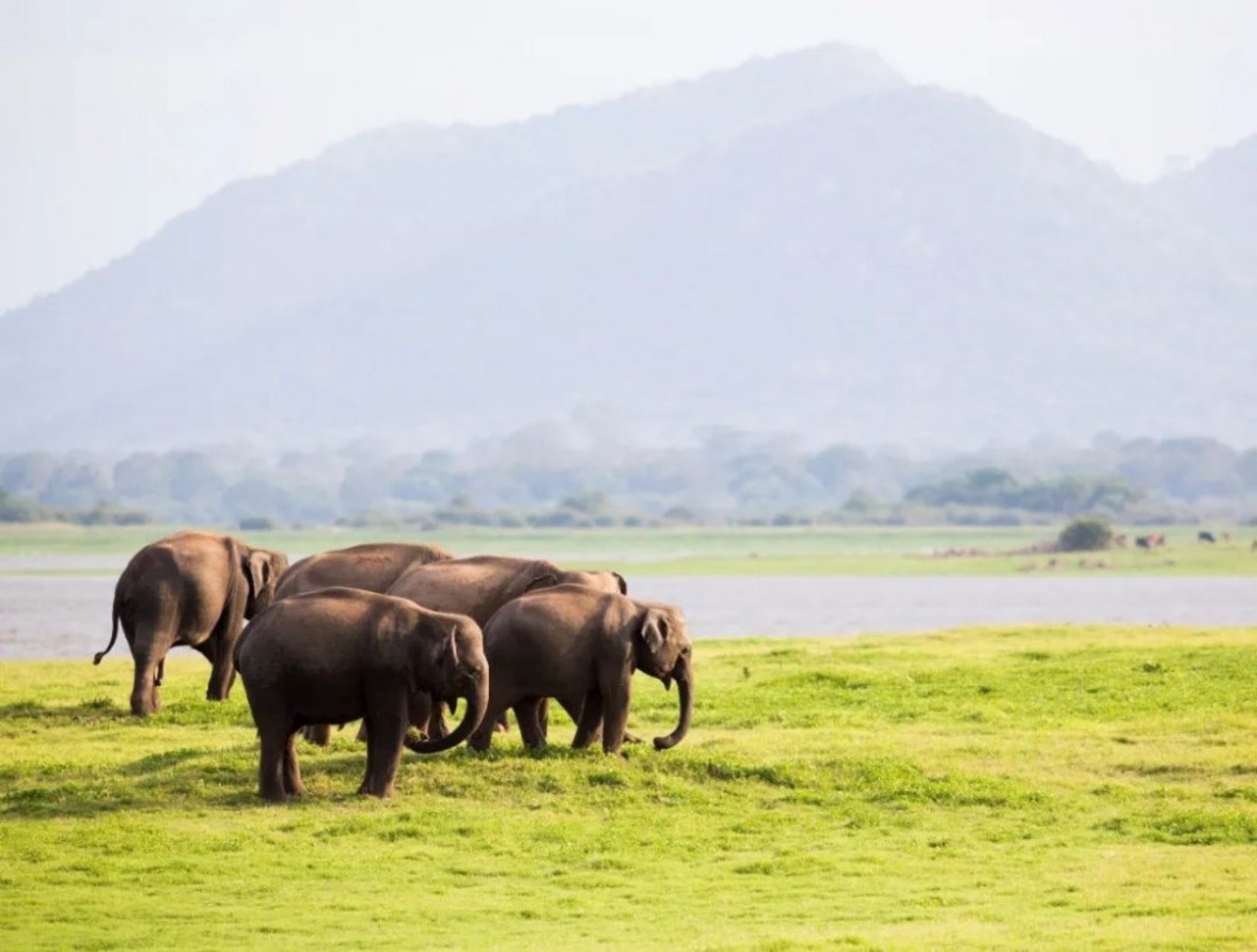 elephants