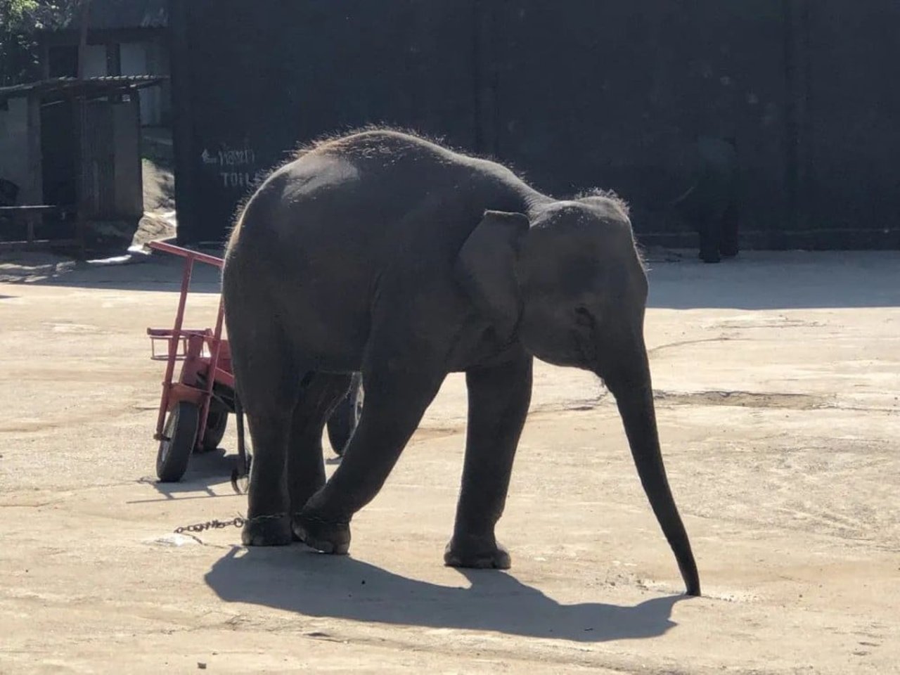 baby elephant