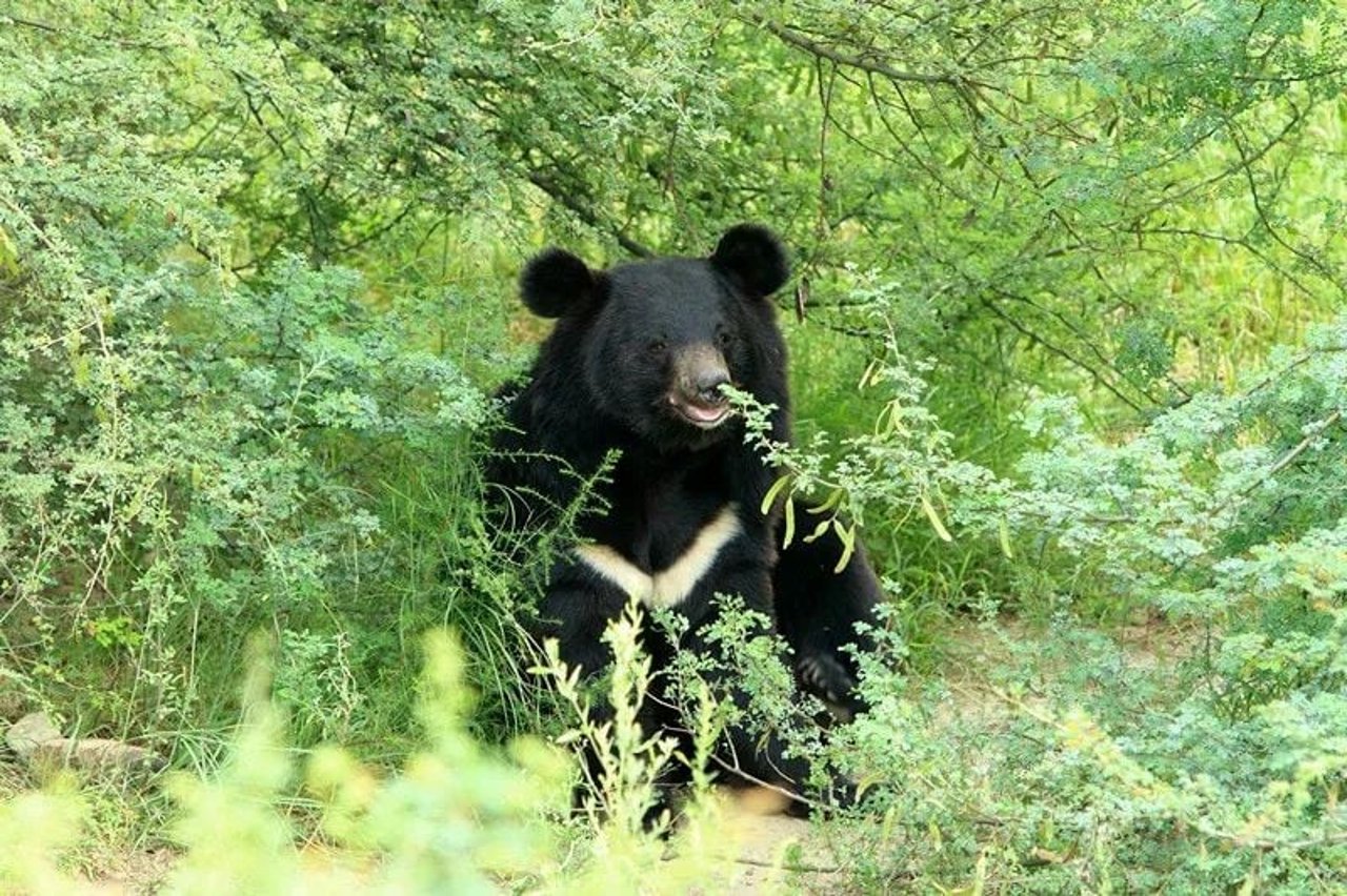 black bear