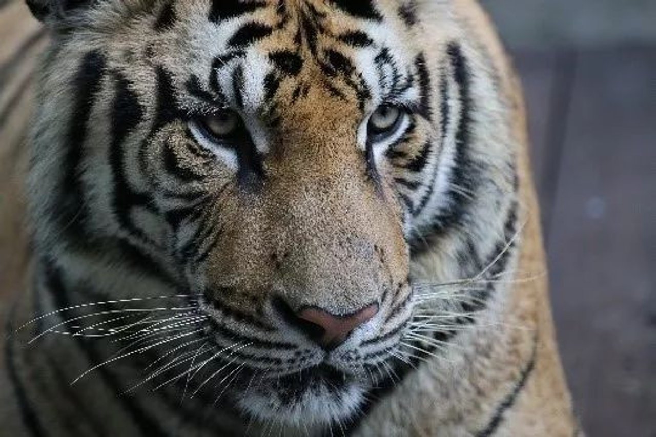 tiger