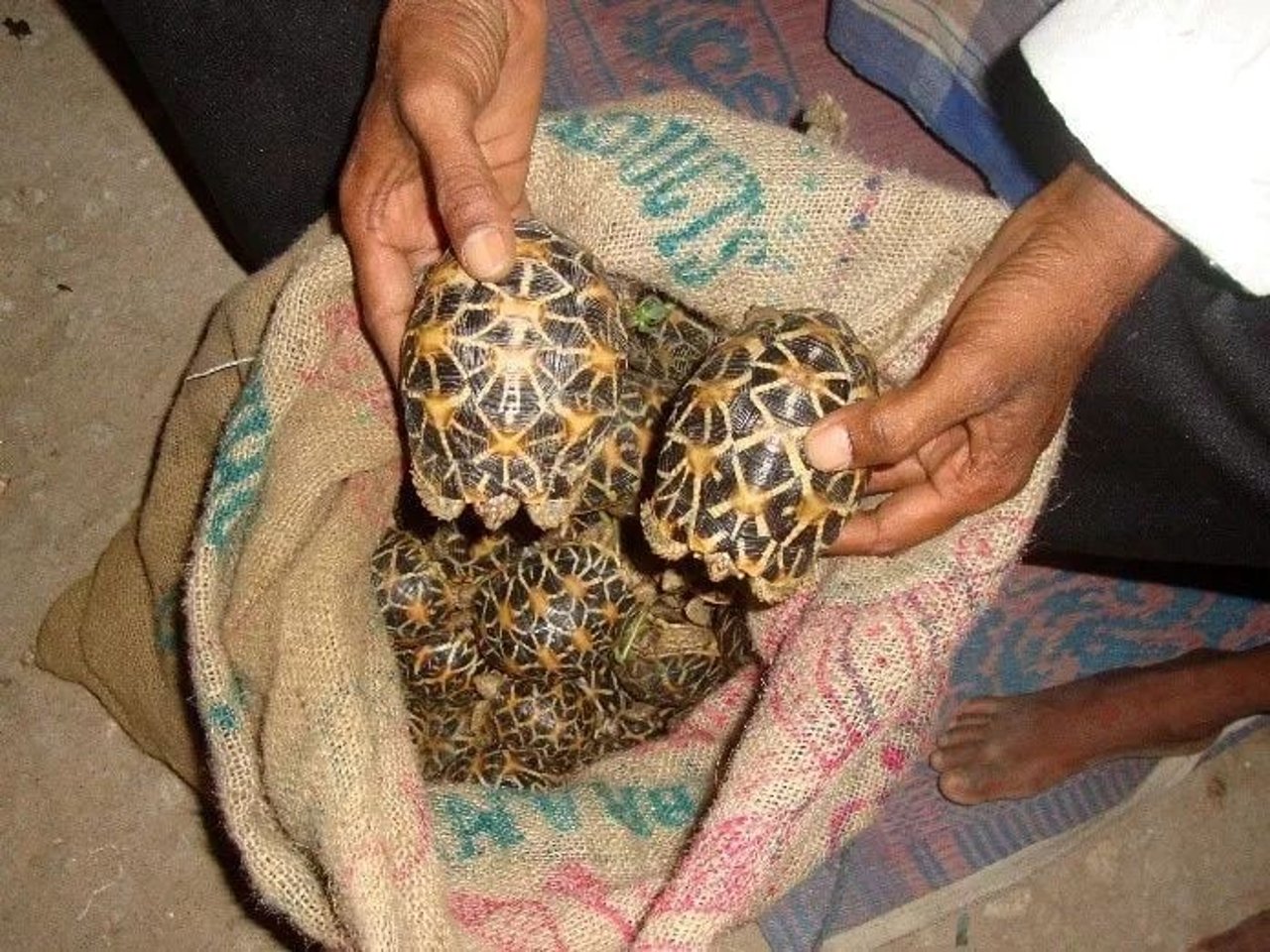 tortoise