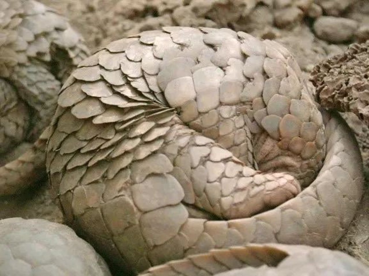 pangolin