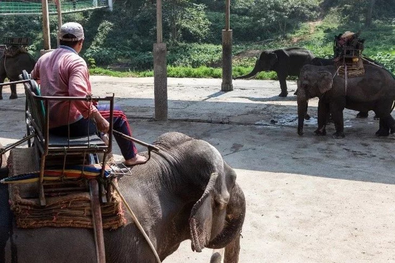 elephant ride