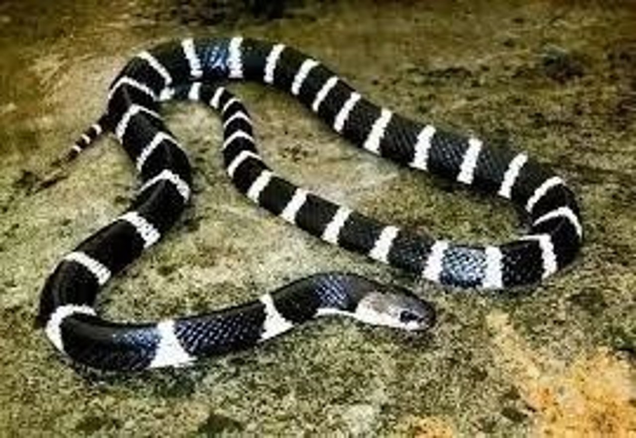 Bungarus multicinctus