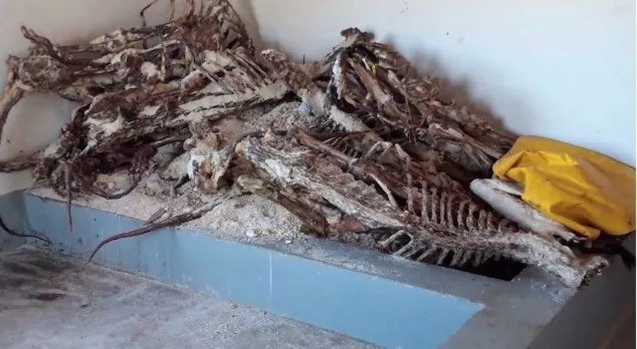 lion bone