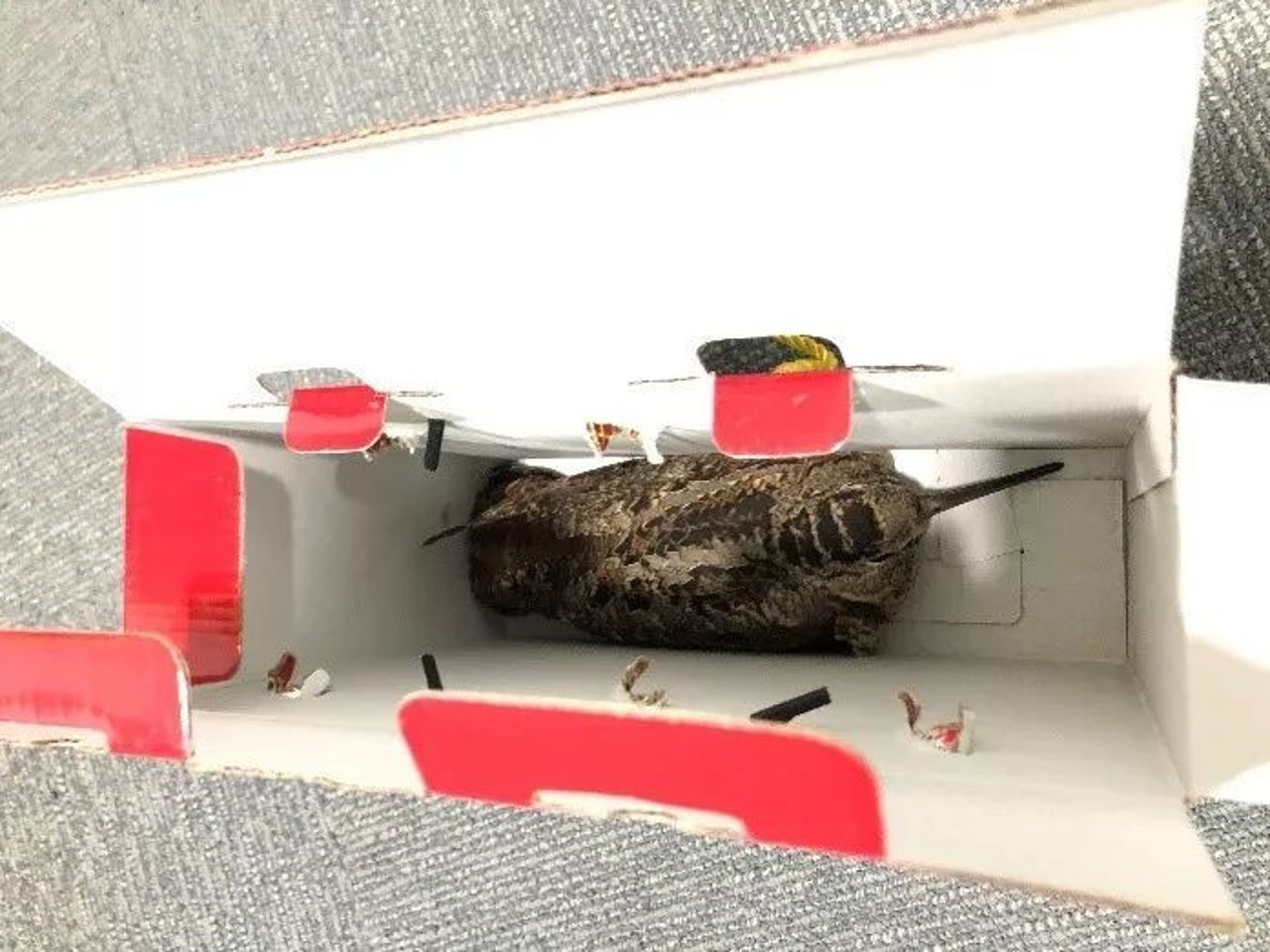 snipe