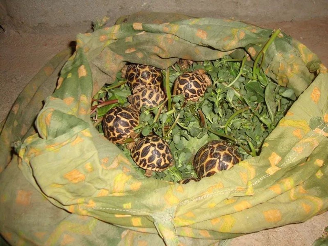 tortoise