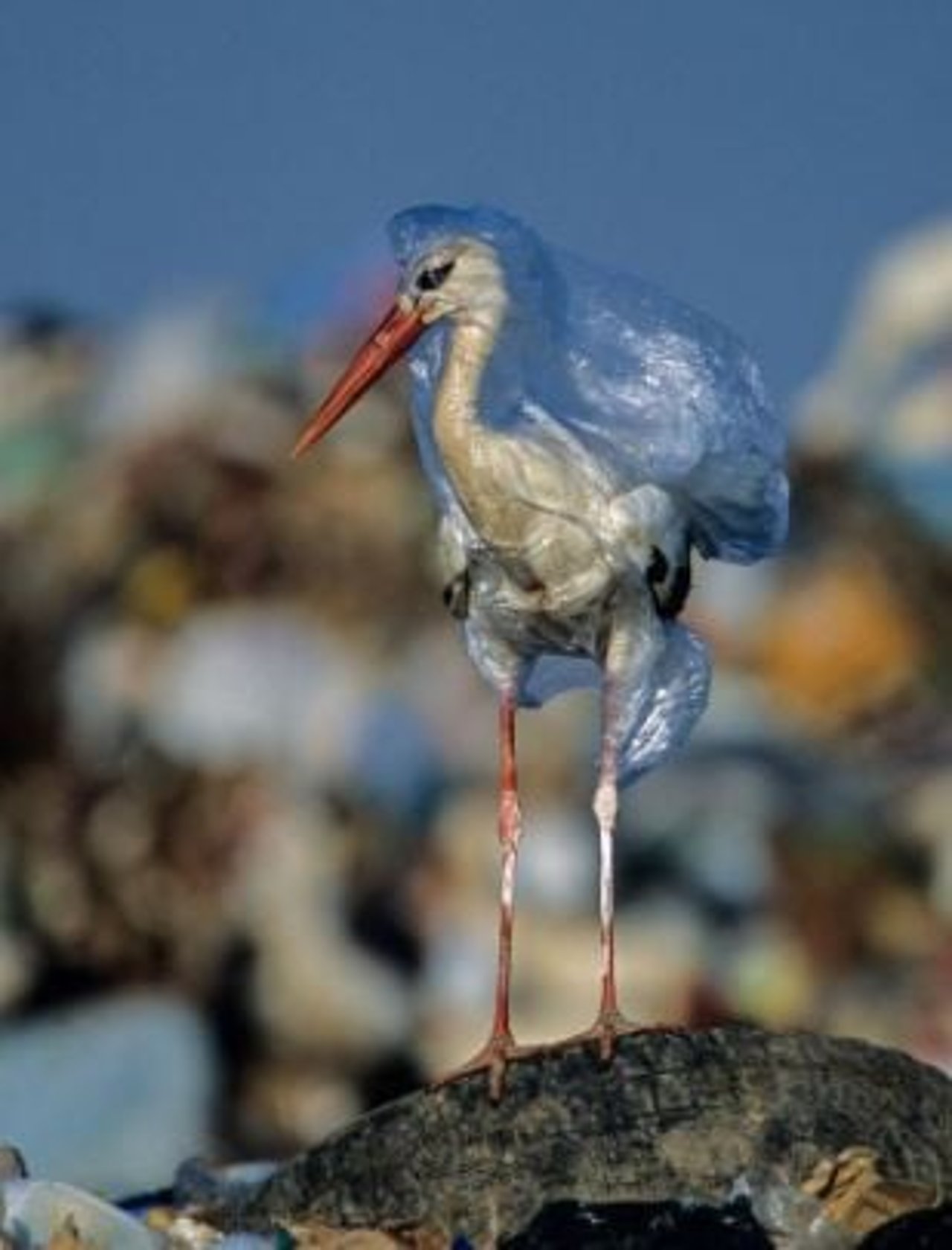 ghost gear