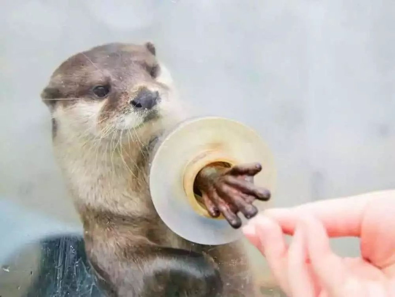 otter