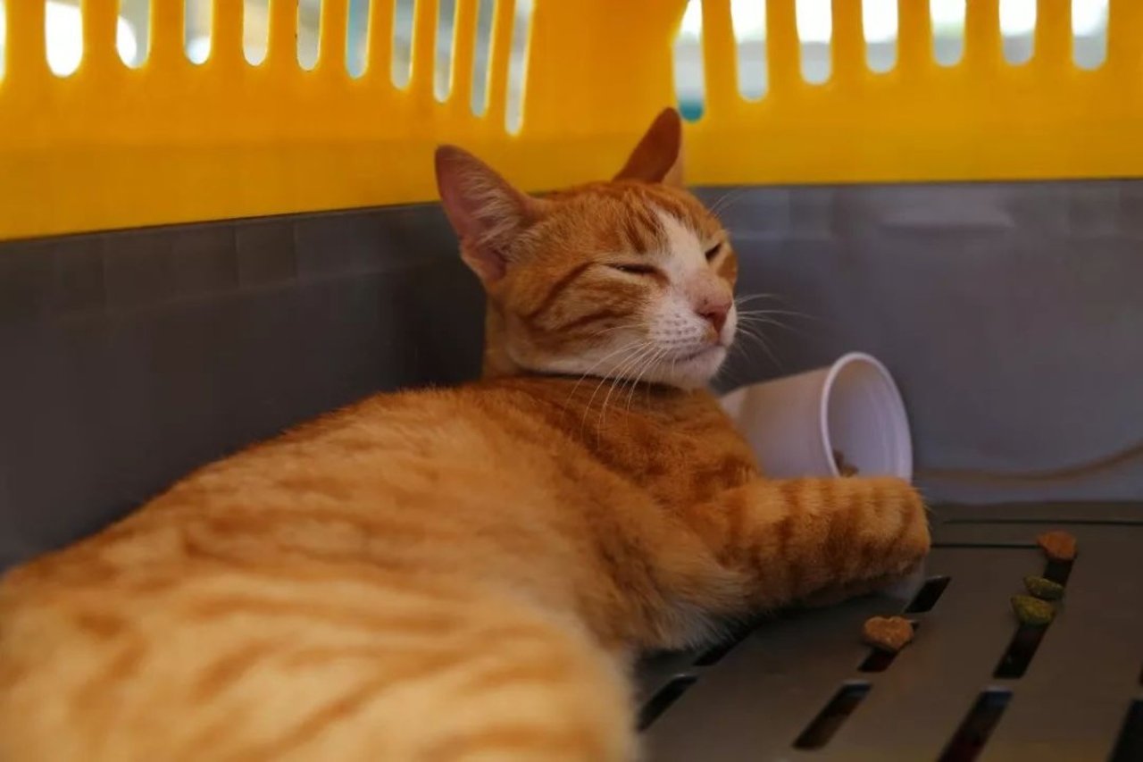 cat