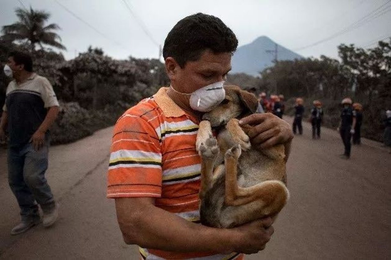 animal in disaster