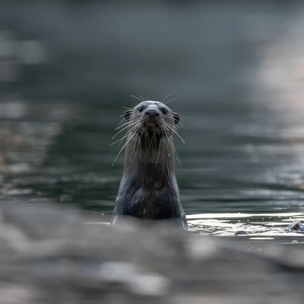 bank beaver