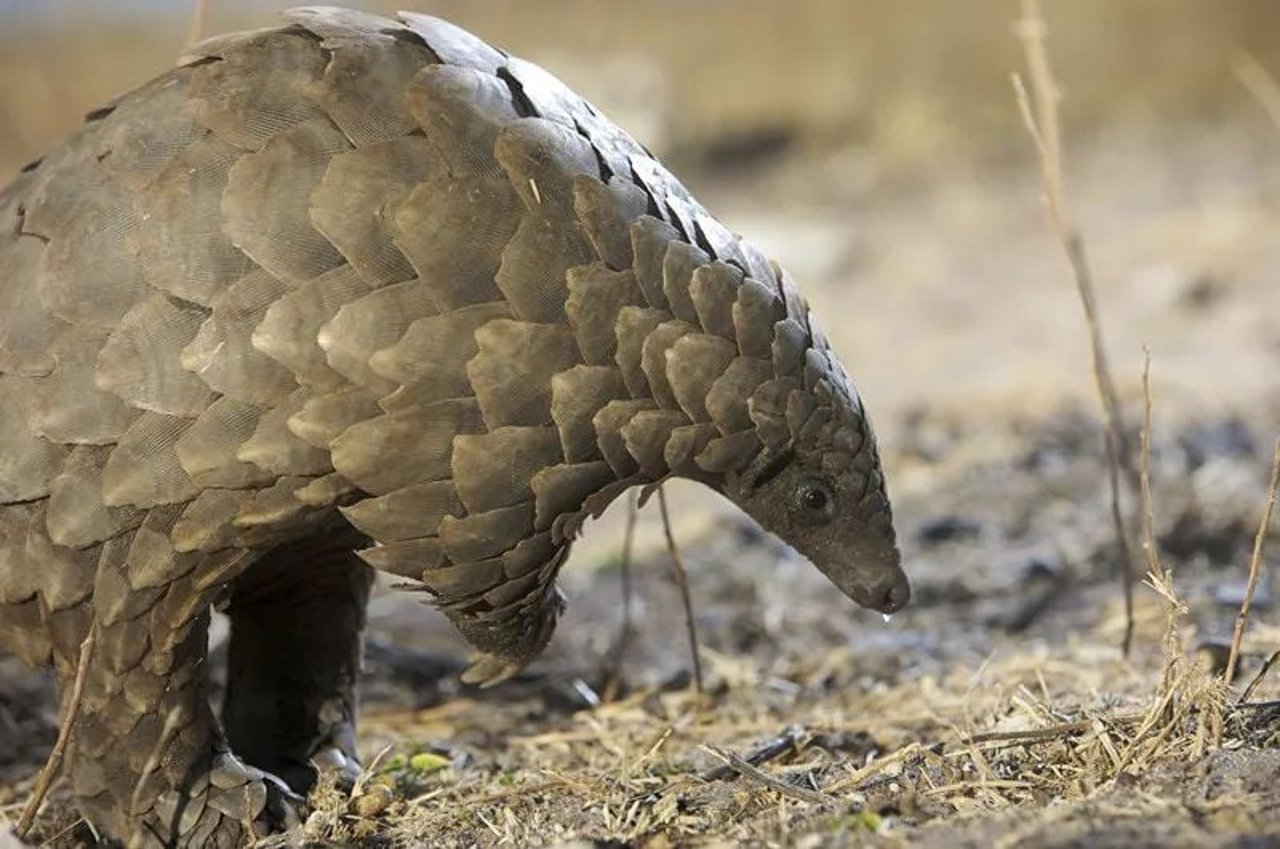 pangolin