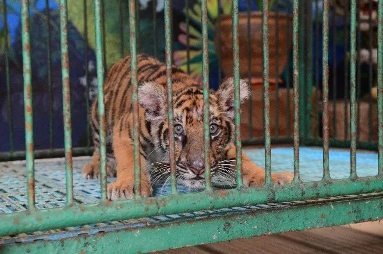 captive tiger