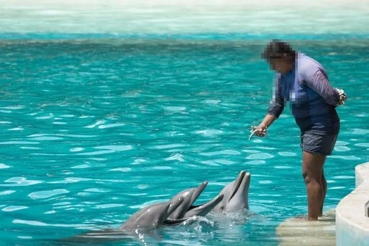 captive dolphin