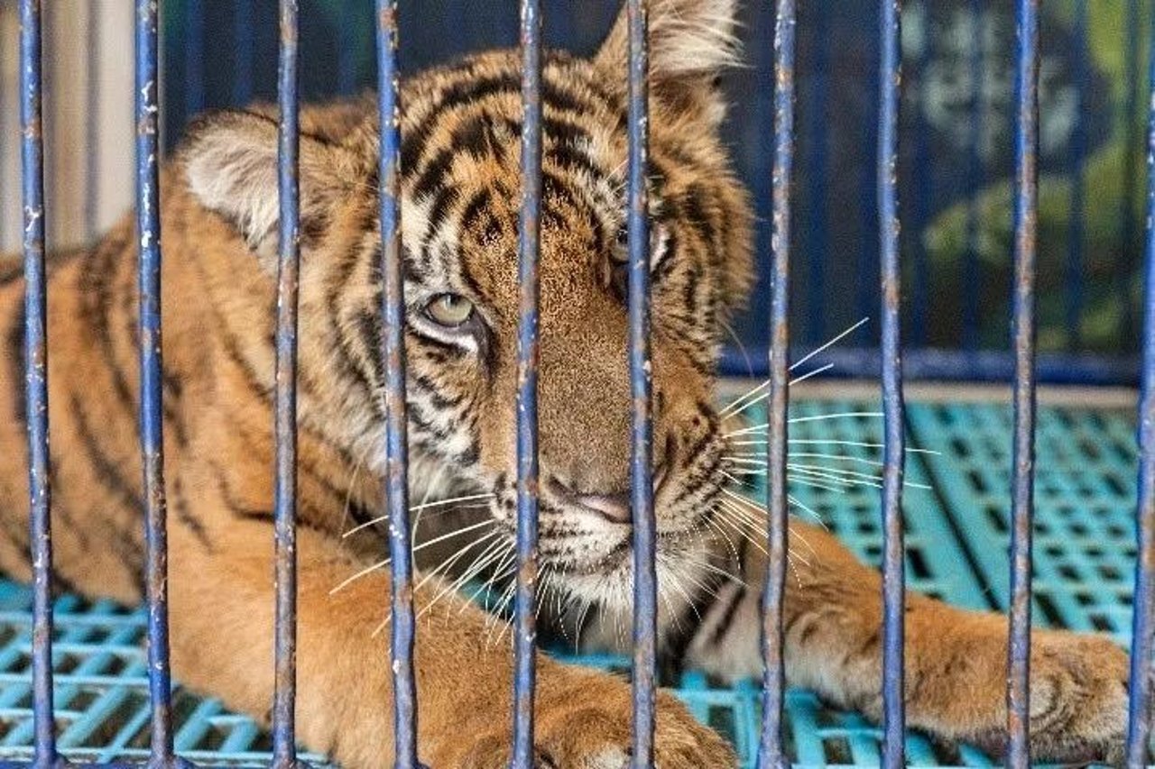 tiger