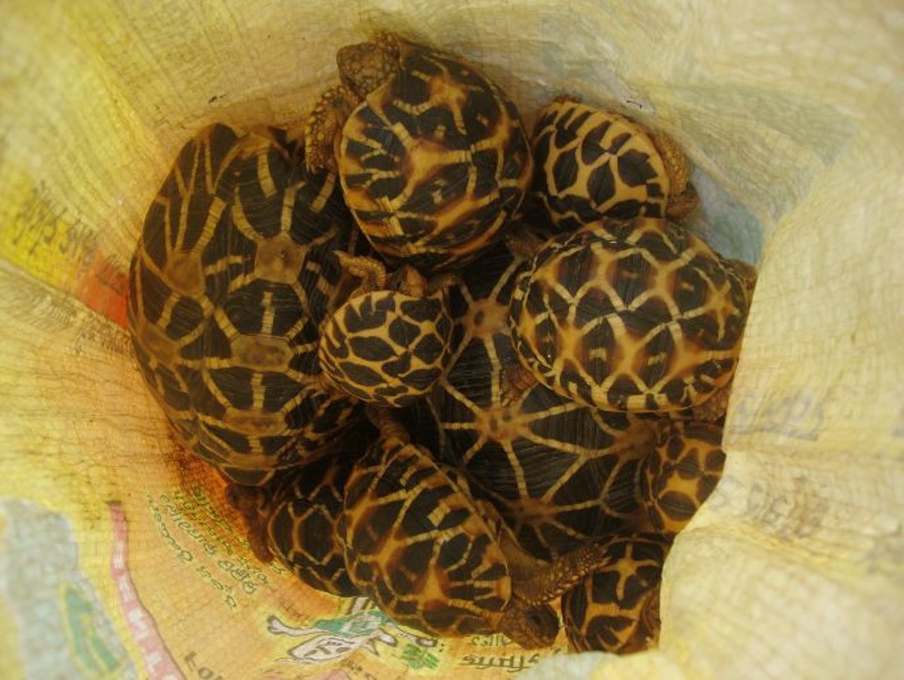 Indian Star Tortoise