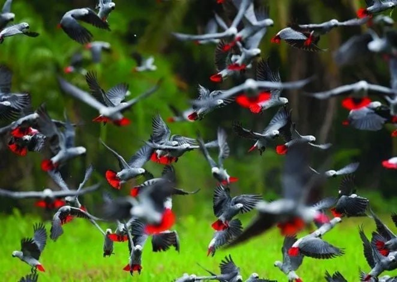 African greys