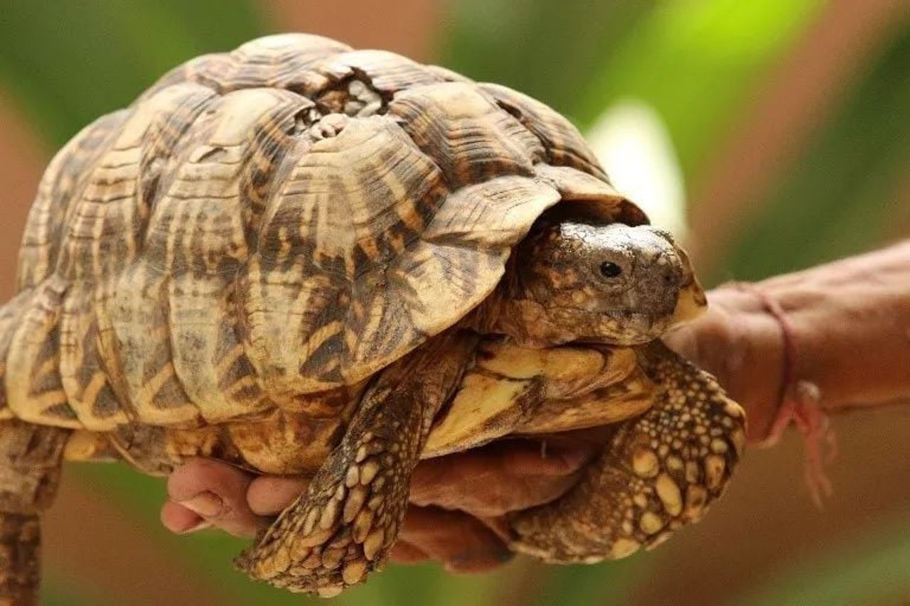 tortoise
