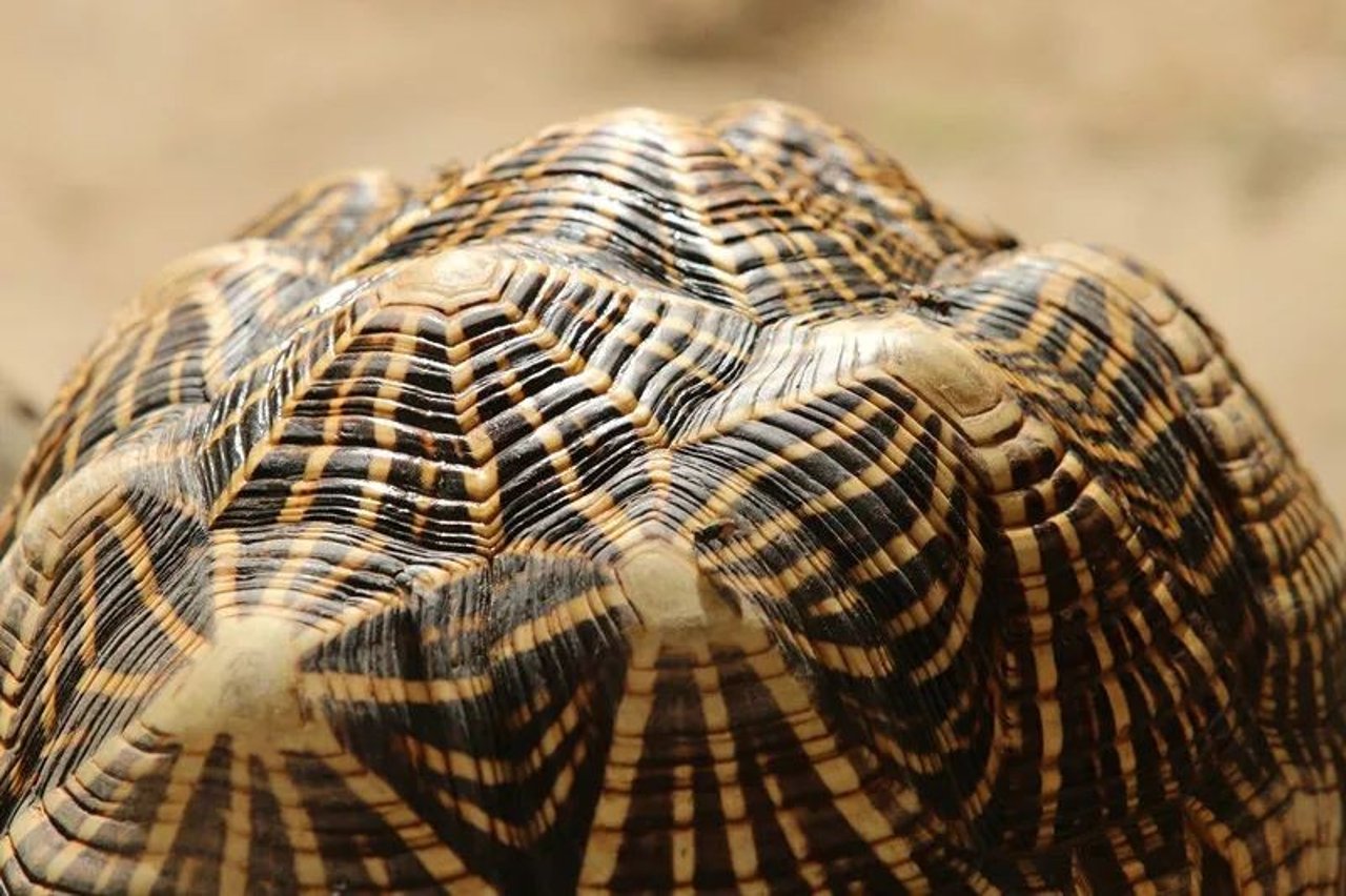 tortoise