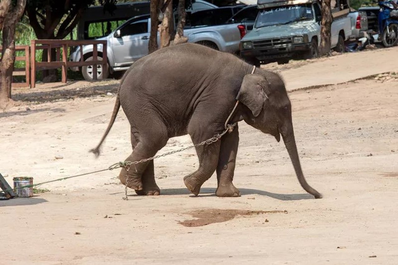chained elephant